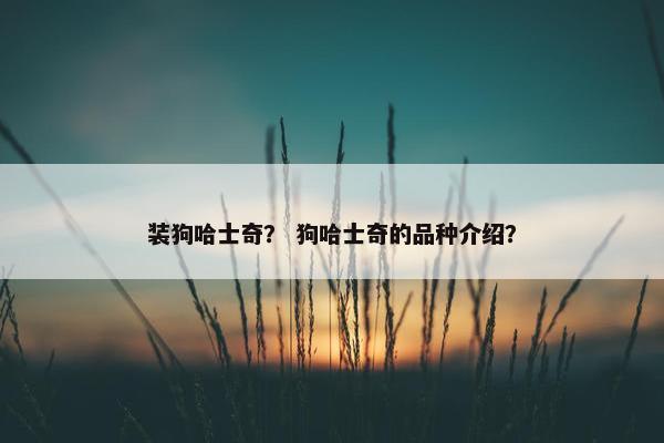 装狗哈士奇？ 狗哈士奇的品种介绍？