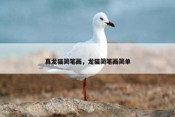 真龙猫简笔画，龙猫简笔画简单