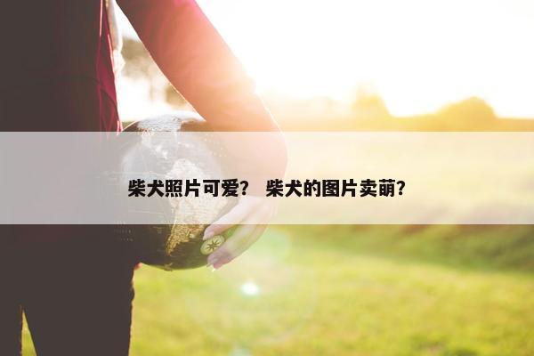 柴犬照片可爱？ 柴犬的图片卖萌？