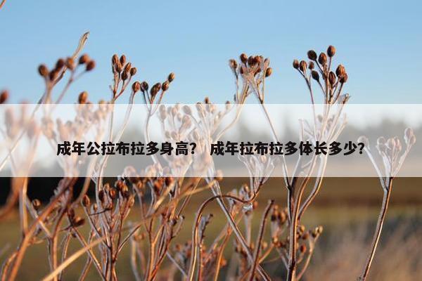 成年公拉布拉多身高？ 成年拉布拉多体长多少？