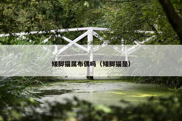 矮脚猫属布偶吗（矮脚猫是）