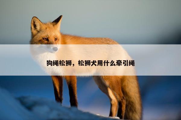 狗绳松狮，松狮犬用什么牵引绳