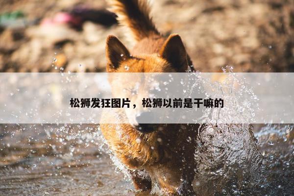 松狮发狂图片，松狮以前是干嘛的