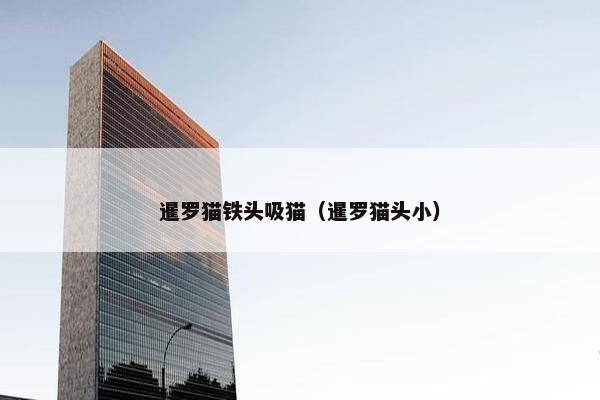 暹罗猫铁头吸猫（暹罗猫头小）