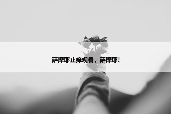 萨摩耶止痒观看，萨摩耶!