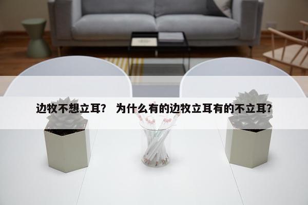 边牧不想立耳？ 为什么有的边牧立耳有的不立耳？