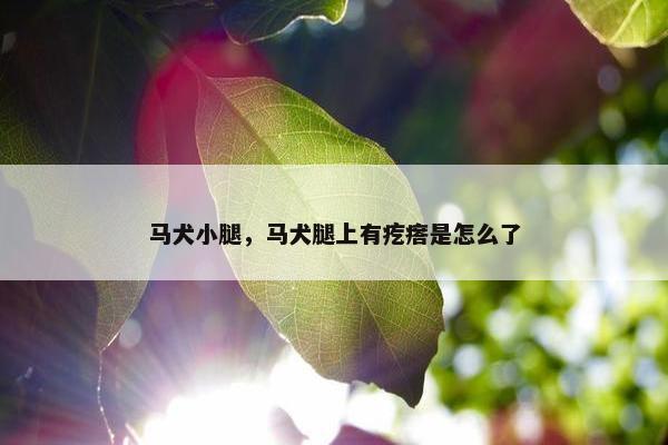 马犬小腿，马犬腿上有疙瘩是怎么了