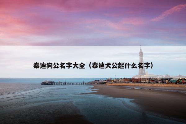泰迪狗公名字大全（泰迪犬公起什么名字）