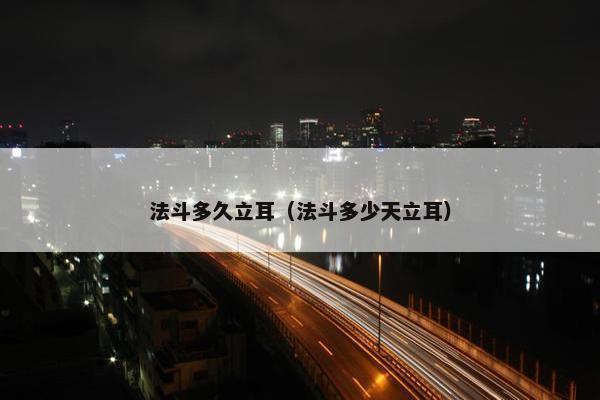 法斗多久立耳（法斗多少天立耳）