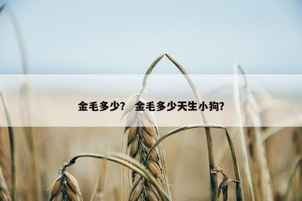 金毛多少？ 金毛多少天生小狗？