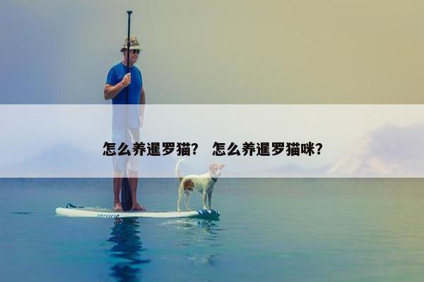 怎么养暹罗猫？ 怎么养暹罗猫咪？