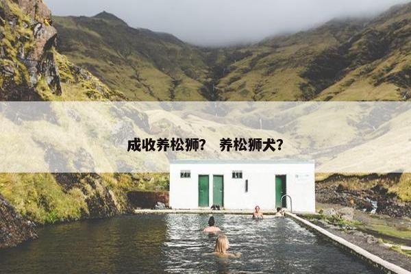 成收养松狮？ 养松狮犬？