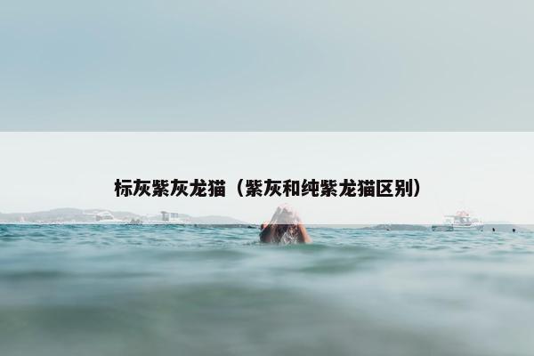标灰紫灰龙猫（紫灰和纯紫龙猫区别）