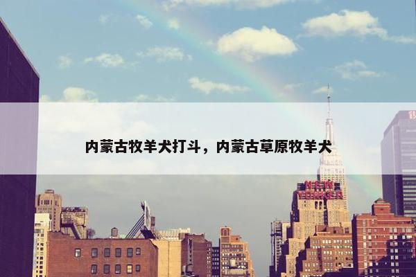 内蒙古牧羊犬打斗，内蒙古草原牧羊犬
