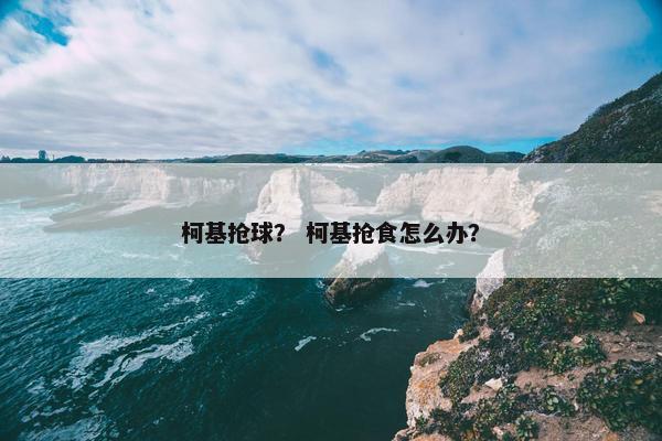 柯基抢球？ 柯基抢食怎么办？