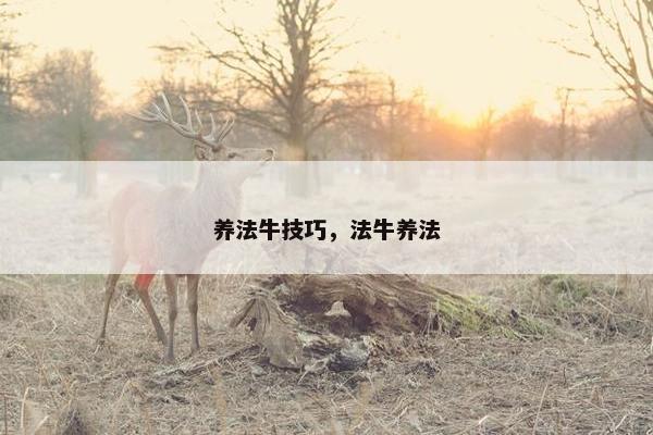 养法牛技巧，法牛养法