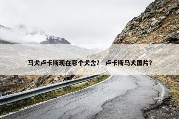 马犬卢卡斯现在哪个犬舍？ 卢卡斯马犬图片？
