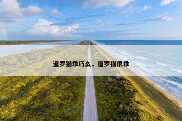 暹罗猫乖巧么，暹罗猫很乖