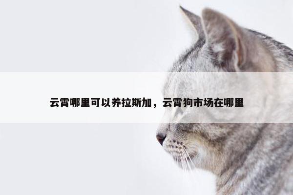 云霄哪里可以养拉斯加，云霄狗市场在哪里