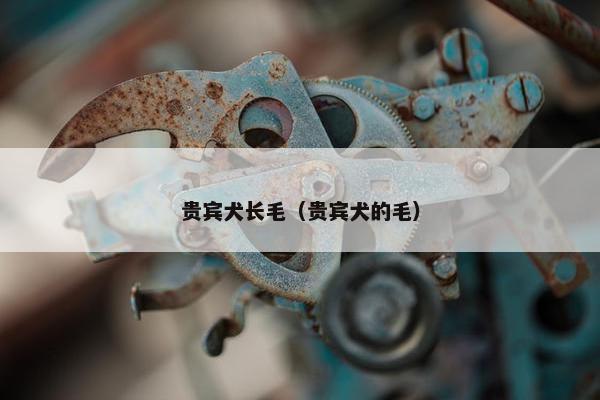 贵宾犬长毛（贵宾犬的毛）
