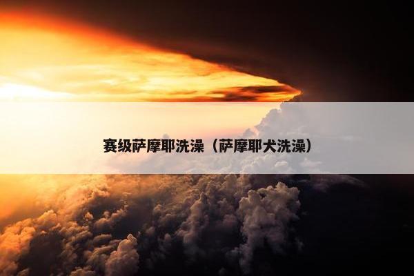赛级萨摩耶洗澡（萨摩耶犬洗澡）