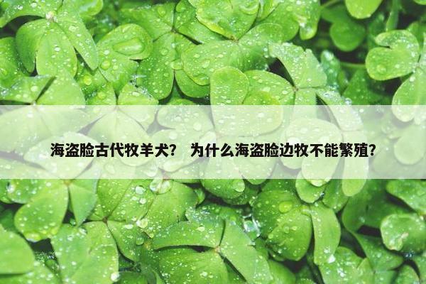 海盗脸古代牧羊犬？ 为什么海盗脸边牧不能繁殖？