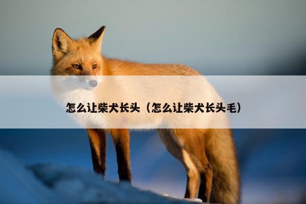 怎么让柴犬长头（怎么让柴犬长头毛）