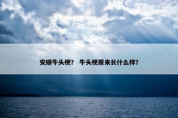安顺牛头梗？ 牛头梗原来长什么样？
