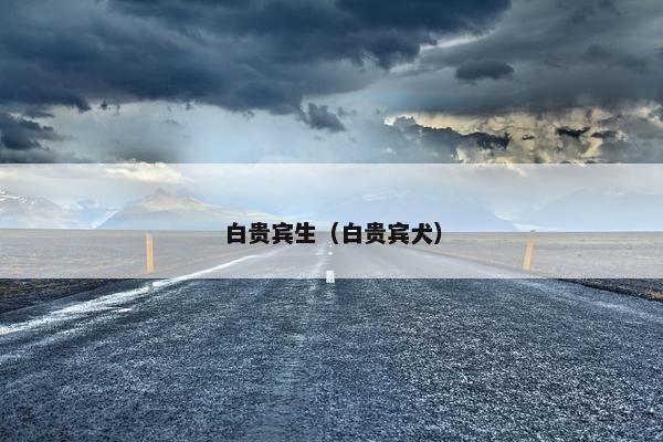 白贵宾生（白贵宾犬）