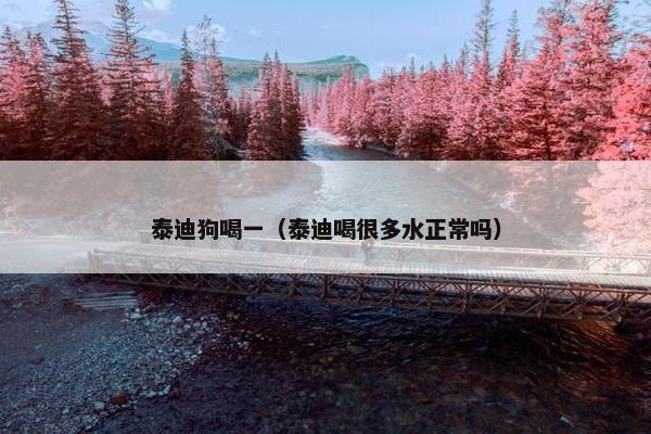 泰迪狗喝一（泰迪喝很多水正常吗）