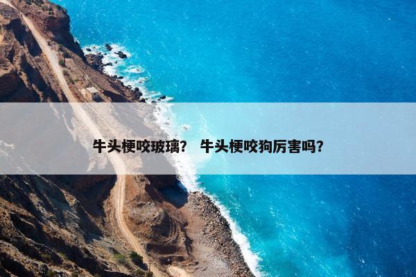 牛头梗咬玻璃？ 牛头梗咬狗厉害吗？