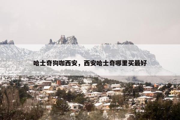 哈士奇狗咖西安，西安哈士奇哪里买最好