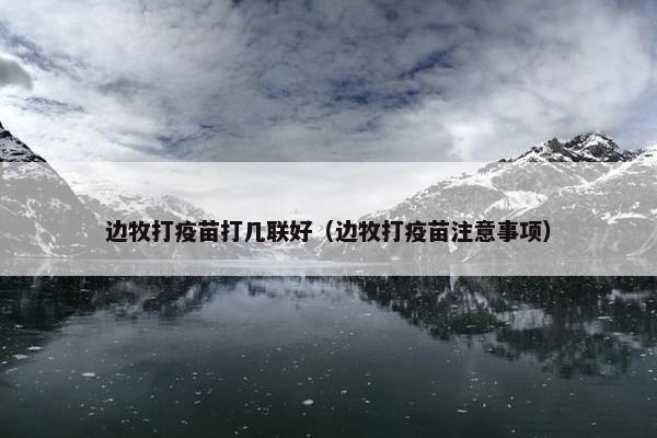 边牧打疫苗打几联好（边牧打疫苗注意事项）
