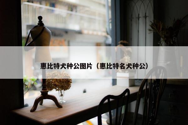 惠比特犬种公图片（惠比特名犬种公）