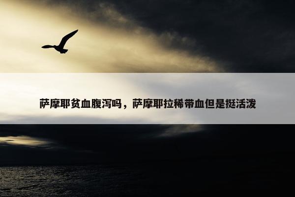 萨摩耶贫血腹泻吗，萨摩耶拉稀带血但是挺活泼