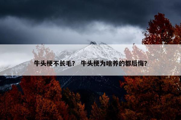 牛头梗不长毛？ 牛头梗为啥养的都后悔？