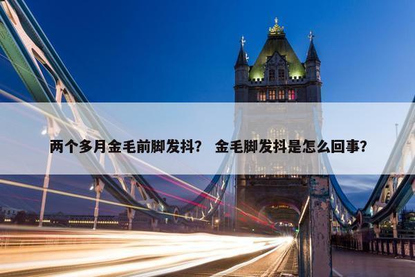 两个多月金毛前脚发抖？ 金毛脚发抖是怎么回事？