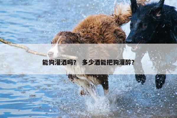 能狗灌酒吗？ 多少酒能把狗灌醉？