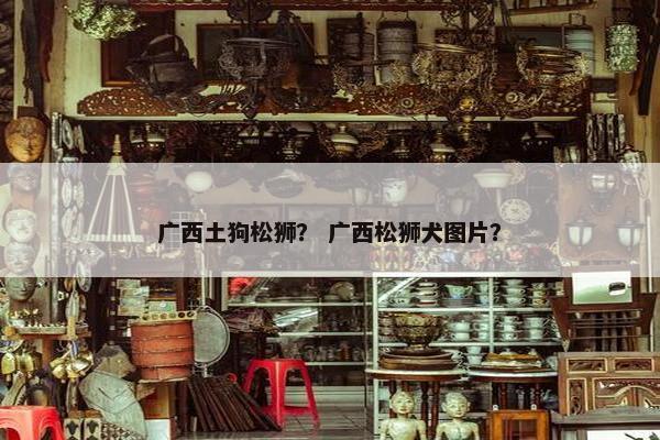 广西土狗松狮？ 广西松狮犬图片？