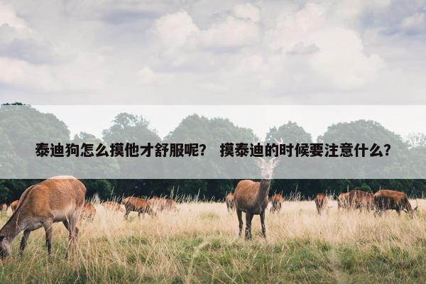 泰迪狗怎么摸他才舒服呢？ 摸泰迪的时候要注意什么？