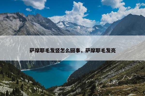 萨摩耶毛发竖怎么回事，萨摩耶毛发亮