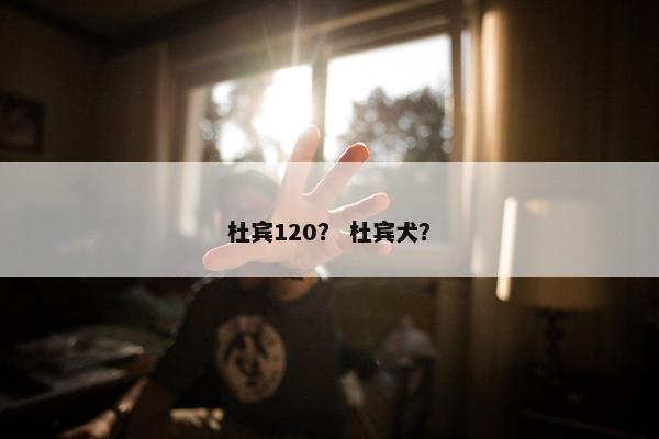 杜宾120？ 杜宾犬？