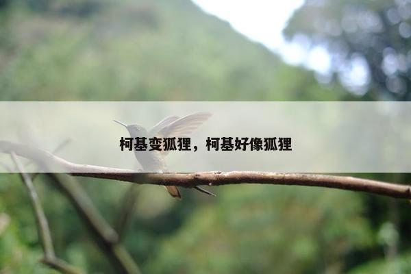 柯基变狐狸，柯基好像狐狸