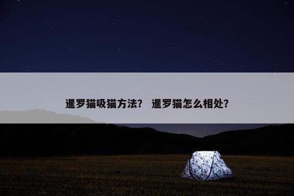 暹罗猫吸猫方法？ 暹罗猫怎么相处？