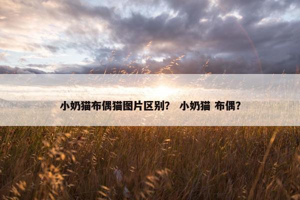 小奶猫布偶猫图片区别？ 小奶猫 布偶？
