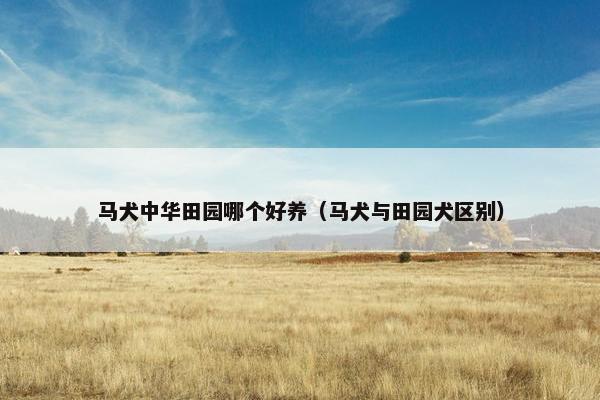马犬中华田园哪个好养（马犬与田园犬区别）