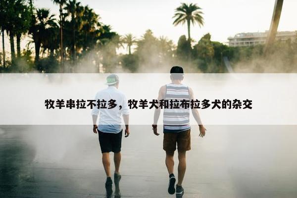牧羊串拉不拉多，牧羊犬和拉布拉多犬的杂交