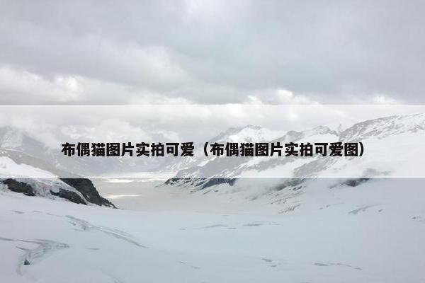布偶猫图片实拍可爱（布偶猫图片实拍可爱图）