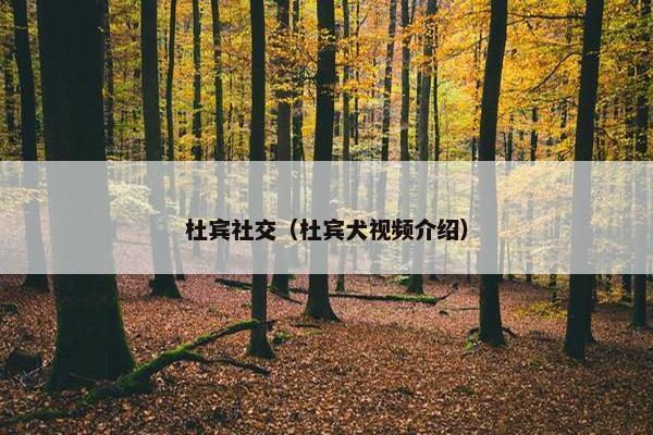 杜宾社交（杜宾犬视频介绍）