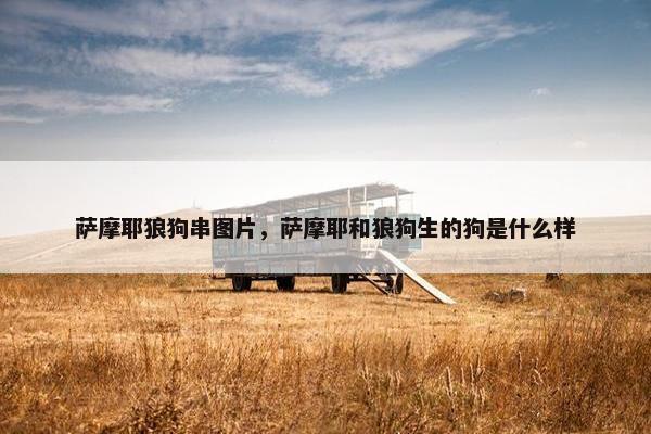 萨摩耶狼狗串图片，萨摩耶和狼狗生的狗是什么样